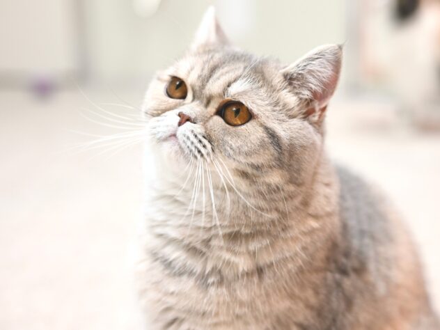 岡山県のエキゾチックショートヘアー (アミーゴ中庄店/2025年4月5日生まれ/女の子/ブルークリーム)の子猫の2枚目の画像