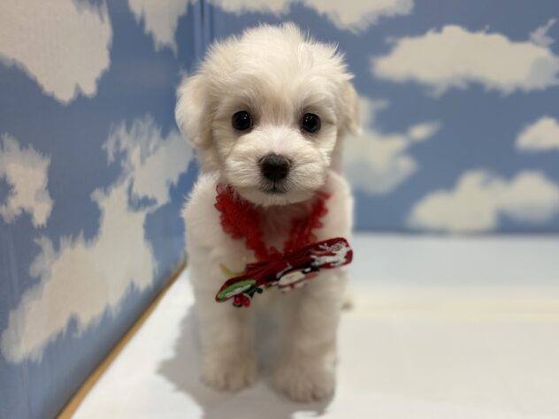 山形県のビションフリーゼ (アミーゴ山形南店/2025年10月3日生まれ/女の子/ホワイト)の子犬の1枚目の画像