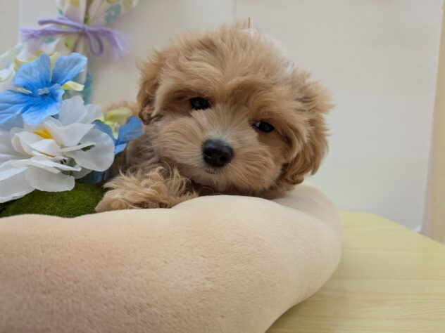 栃木県のハーフ犬・ミックス犬 (アミーゴ宇都宮簗瀬店/2025年10月22日生まれ/女の子/アプリコット)の子犬