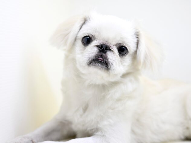 岡山県のペキニーズ (アミーゴ中庄店/2025年2月7日生まれ/女の子/ホワイト)の子犬の2枚目の画像