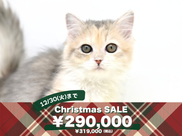 岡山県のサイベリアン (アミーゴ大安寺店/2025年9月10日生まれ/女の子/ブルーパッチドタビー)の子猫の1枚目の画像