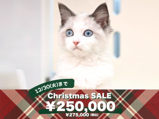 岡山県のラグドール (アミーゴ大安寺店/2025年8月14日生まれ/女の子/ブルーポイントバイカラー)の子猫の1枚目の画像