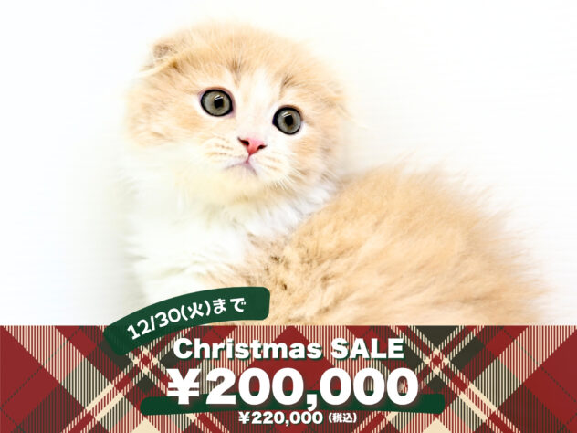 岡山県のフォールデックス (アミーゴ中庄店/2025年8月17日生まれ/男の子/クリームタビーホワイト)の子猫の1枚目の画像