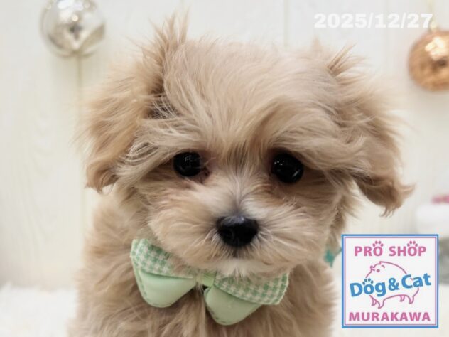 広島県のハーフ犬・ミックス犬 (アミーゴ大町店/2025年10月21日生まれ/男の子/アプリコット)の子犬の1枚目の画像