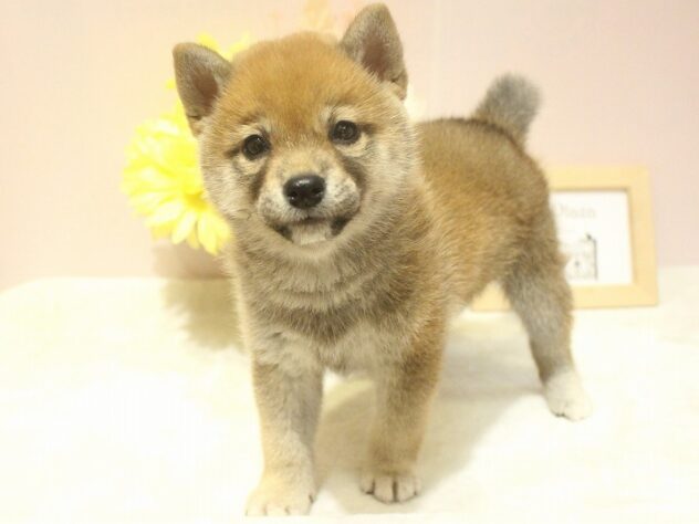 兵庫県の柴犬(標準サイズ) (ペット・プラザ アミーゴ明石魚住店/2025年10月25日生まれ/女の子/赤)の子犬の3枚目の画像