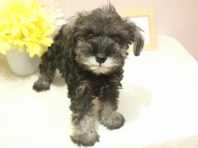 兵庫県のミニチュアシュナウザー (ペット・プラザ アミーゴ明石魚住店/2025年10月26日生まれ/女の子/ソルトペッパー)の子犬の3枚目の画像