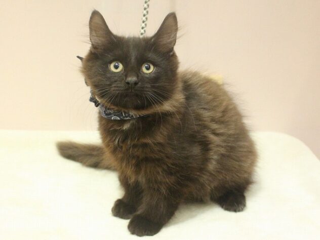 兵庫県のノルウェージャンフォレストキャット (ペット・プラザ アミーゴ明石魚住店/2025年10月10日生まれ/男の子/ブラックスモーク)の子猫の3枚目の画像