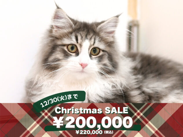 岡山県のノルウェージャンフォレストキャット (アミーゴ大安寺店/2025年6月25日生まれ/女の子/ブルータビーホワイト)の子猫の1枚目の画像