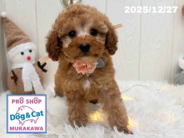 広島県のトイプードル(トイ) (アミーゴ大町店/2025年10月29日生まれ/女の子/オレンジフォーン)の子犬の2枚目の画像