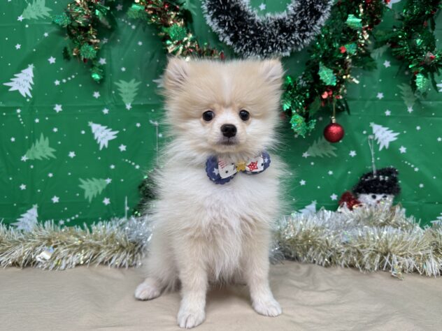 山形県のポメラニアン (アミーゴ酒田店/2025年9月7日生まれ/男の子/クリーム)の子犬の2枚目の画像