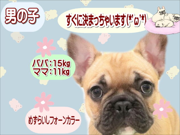 大阪府のフレンチブルドッグ (アミーゴ鳳店/2025年10月6日生まれ/男の子/フォーン)の子犬の1枚目の画像