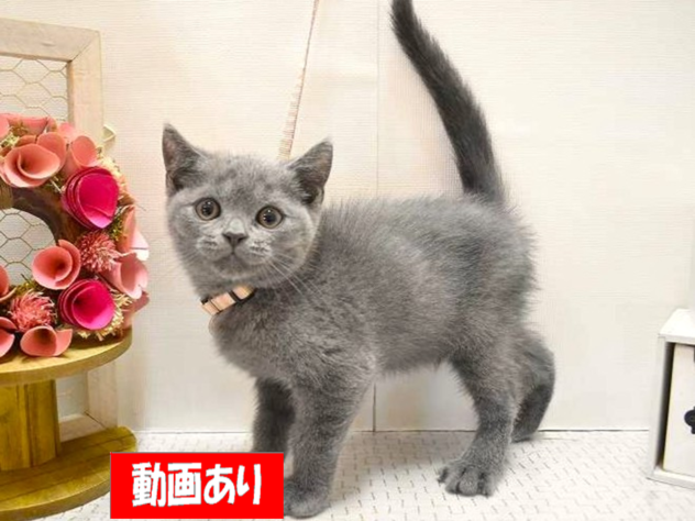 兵庫県のブリティッシュショートヘアー (ペット・プラザ アミーゴ三田店/2025年9月4日生まれ/男の子/ブルー)の子猫の1枚目の画像