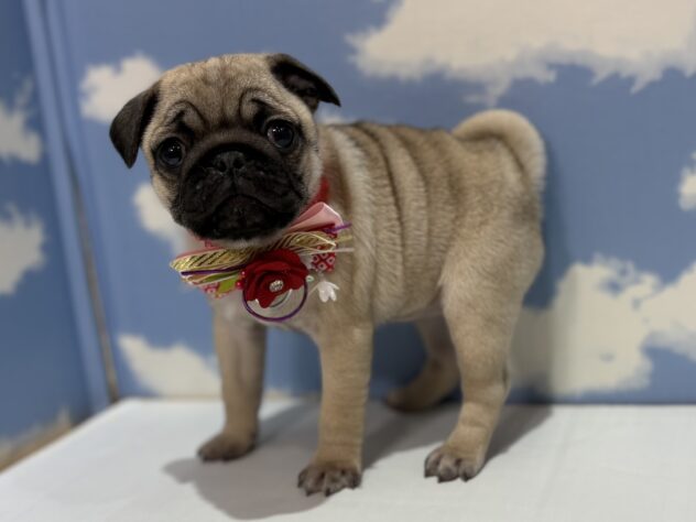 山形県のパグ (アミーゴ山形南店/2025年11月2日生まれ/女の子/フォーン)の子犬の2枚目の画像