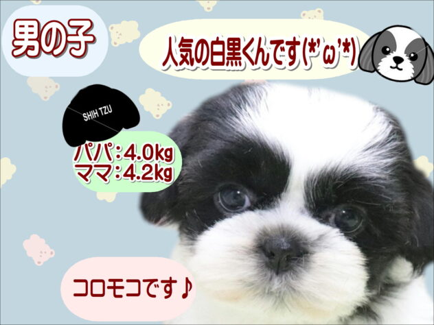 大阪府のシーズー (アミーゴ鳳店/2025年10月26日生まれ/男の子/ブラックホワイト)の子犬