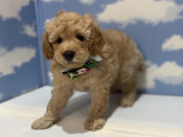 山形県のトイプードル(トイ) (アミーゴ山形南店/2025年10月15日生まれ/男の子/オレンジフォーン)の子犬の3枚目の画像