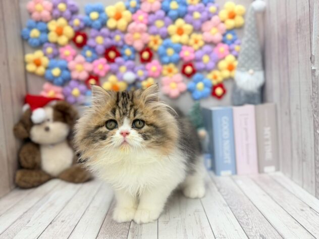 岡山県のスコティッシュフォールド (ワンキャラット アミーゴ高屋店/2025年10月17日生まれ/男の子/ブラウンタビーホワイト)の子猫の3枚目の画像