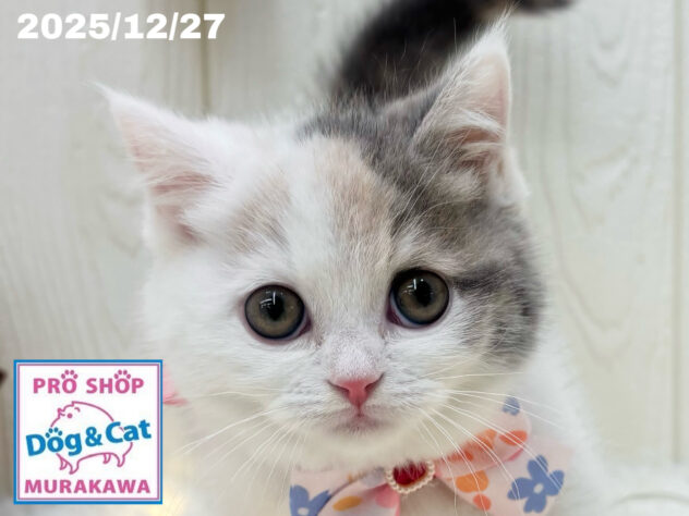 広島県のマンチカン (アミーゴ大町店/2025年10月14日生まれ/女の子/ブルーパッチドタビーホワイト)の子猫の1枚目の画像