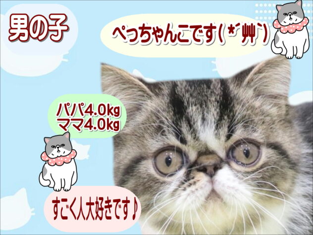 大阪府のエキゾチックショートヘアー (アミーゴ鳳店/2025年10月9日生まれ/男の子/ブラウンタビーホワイト)の子猫の1枚目の画像