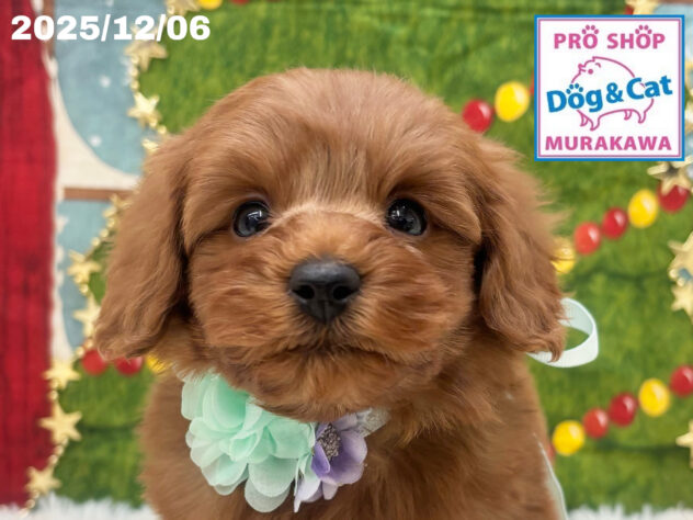 広島県のハーフ犬・ミックス犬 (アミーゴ大町店/2025年10月4日生まれ/男の子/レッド)の子犬