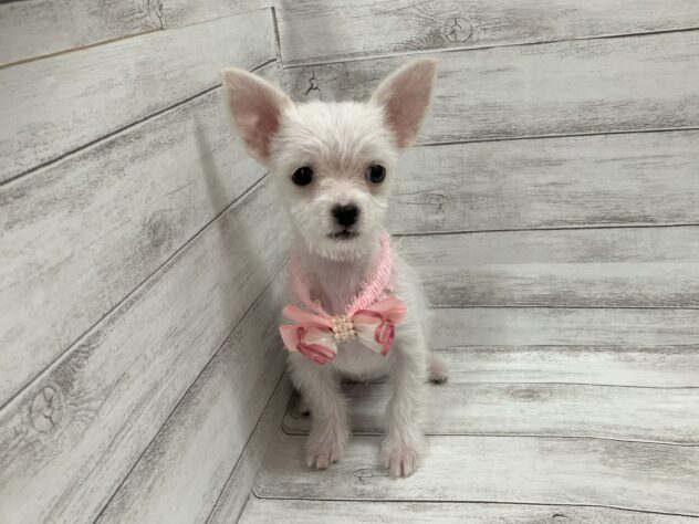 福島県のハーフ犬・ミックス犬 (アミーゴ小名浜店/2025年9月14日生まれ/女の子/クリームカメオタビー)の子犬