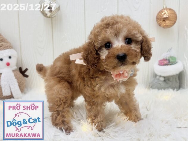 広島県のトイプードル(トイ) (アミーゴ大町店/2025年10月29日生まれ/女の子/オレンジフォーン)の子犬の3枚目の画像