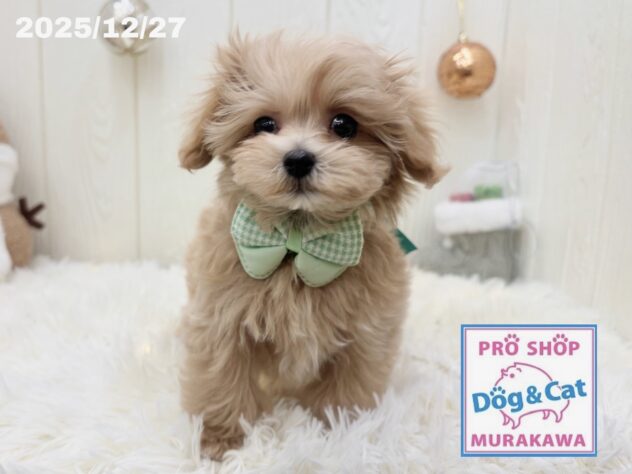 広島県のハーフ犬・ミックス犬 (アミーゴ大町店/2025年10月21日生まれ/男の子/アプリコット)の子犬の2枚目の画像