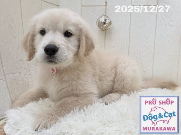 広島県のゴールデンレトリバー (アミーゴ大町店/2025年10月24日生まれ/女の子/クリーム)の子犬の3枚目の画像
