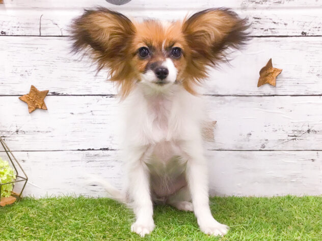 愛知県のパピヨン (アミーゴ知立店/2025年7月27日生まれ/女の子/ホワイトブラウン)の子犬の1枚目の画像