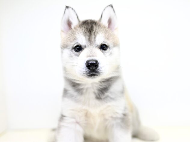 岡山県のシベリアンハスキー (アミーゴ大安寺店/2025年10月12日生まれ/女の子/シルバーホワイト)の子犬の2枚目の画像