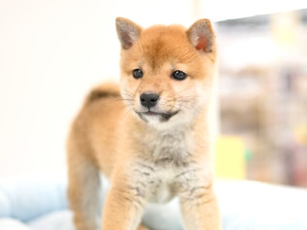 岡山県の豆柴 (アミーゴ中庄店/2025年10月19日生まれ/男の子/赤)の子犬の2枚目の画像