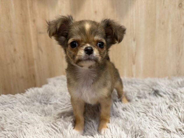 茨城県のチワワ(ロング) (アミーゴ神栖店/2025年10月1日生まれ/女の子/フォーンホワイト)の子犬