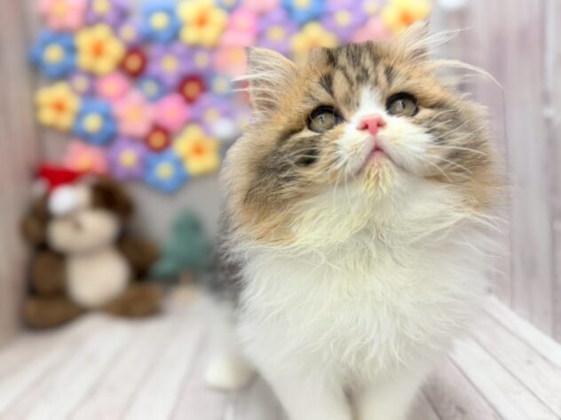 岡山県のスコティッシュフォールド (ワンキャラット アミーゴ高屋店/2025年10月17日生まれ/男の子/ブラウンタビーホワイト)の子猫の2枚目の画像