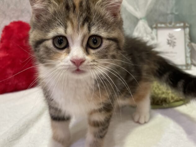 福島県のマンチカン (アミーゴ本宮店/2025年10月14日生まれ/女の子/キャリコ)の子猫