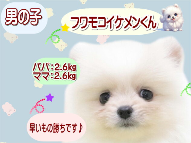 大阪府のポメラニアン (アミーゴ鳳店/2025年10月27日生まれ/男の子/ホワイト)の子犬の1枚目の画像