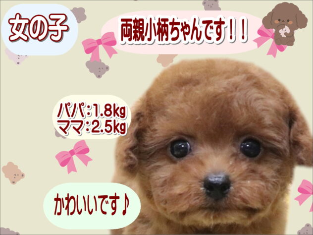 大阪府のトイプードル(トイ) (アミーゴ鳳店/2025年10月6日生まれ/女の子/レッドフォーン)の子犬の1枚目の画像