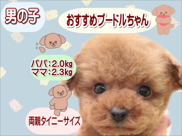 大阪府のトイプードル(トイ) (アミーゴ鳳店/2025年10月7日生まれ/男の子/レッド)の子犬の1枚目の画像