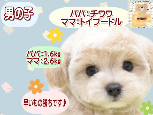 大阪府のハーフ犬・ミックス犬 (アミーゴ鳳店/2025年10月24日生まれ/男の子/クリーム)の子犬