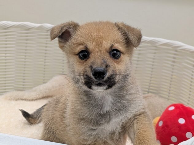 福島県のハーフ犬・ミックス犬 (アミーゴ会津若松店/2025年10月28日生まれ/男の子/02 レッド系)の子犬の2枚目の画像