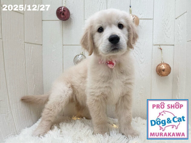 広島県のゴールデンレトリバー (アミーゴ大町店/2025年10月24日生まれ/女の子/クリーム)の子犬の2枚目の画像