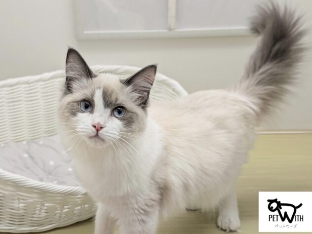 福島県のラグドール (アミーゴ会津若松店/2025年7月13日生まれ/女の子/ブルーポイントバイカラー)の子猫
