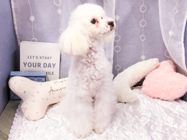 愛知県のトイプードル(トイ) (アミーゴ知立店/2025年3月29日生まれ/女の子/クリーム)の子犬の3枚目の画像