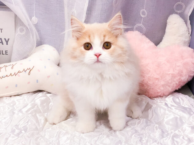 愛知県のスコティッシュフォールド (アミーゴ知立店/2025年9月4日生まれ/男の子/クリームタビーホワイト)の子猫の1枚目の画像