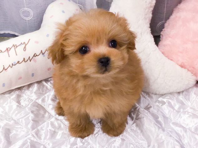 愛知県のハーフ犬・ミックス犬 (アミーゴ知立店/2025年10月17日生まれ/女の子/02 レッド系)の子犬の2枚目の画像