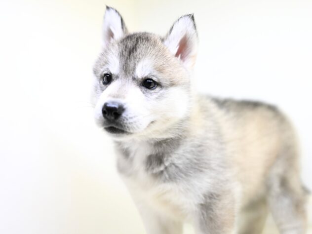 岡山県のシベリアンハスキー (アミーゴ大安寺店/2025年10月12日生まれ/女の子/シルバーホワイト)の子犬の3枚目の画像