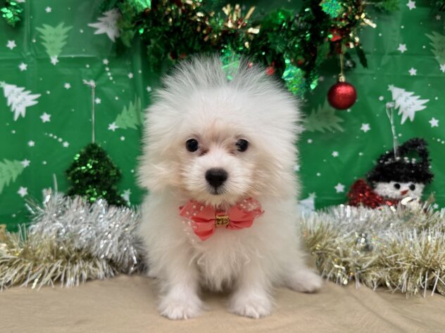 山形県のハーフ犬・ミックス犬 (アミーゴ酒田店/2025年9月7日生まれ/女の子/ホワイト)の子犬の2枚目の画像