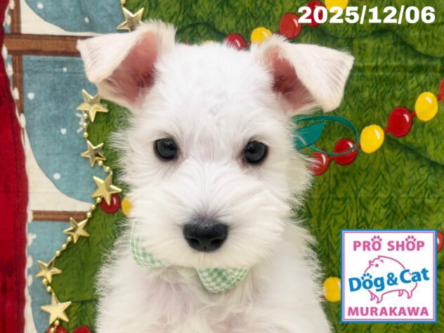 広島県のミニチュアシュナウザー (アミーゴ大町店/2025年10月6日生まれ/男の子/ホワイト)の子犬