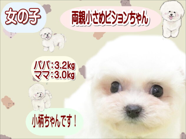 大阪府のビションフリーゼ (アミーゴ鳳店/2025年10月6日生まれ/女の子/ホワイト)の子犬の1枚目の画像