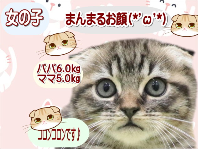 大阪府のスコティッシュフォールド (アミーゴ鳳店/2025年10月13日生まれ/女の子/ブラウンタビー)の子猫の1枚目の画像