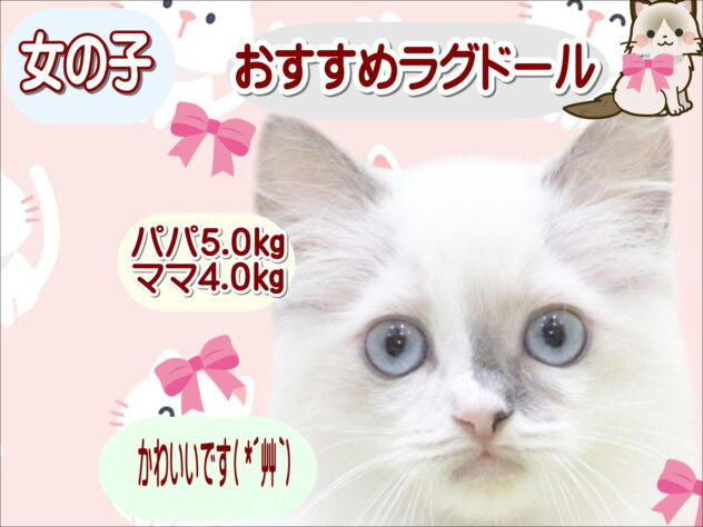 大阪府のラグドール (アミーゴ鳳店/2025年10月26日生まれ/女の子/ブルーポイントバイカラー)の子猫の1枚目の画像