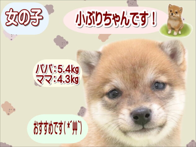 大阪府の豆柴 (アミーゴ鳳店/2025年10月6日生まれ/女の子/赤)の子犬の1枚目の画像